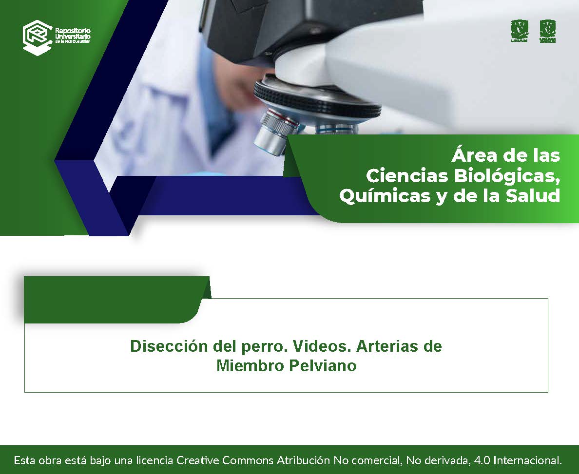 Disección del perro. Videos. Arterias de Miembro Pelviano.jpg